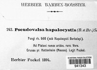 Hapalocystis berkeleyi image